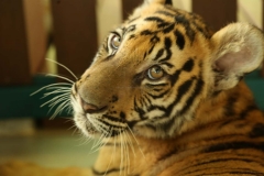 Tiger Kingdom and poopark_20150526_7642