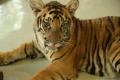 Tiger Kingdom and poopark_20150526_7905