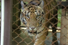 Tiger Kingdom and poopark_20150526_7914