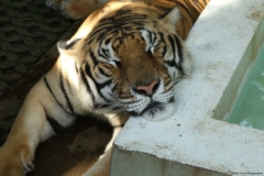 Tiger Kingdom and poopark_20150526_7963