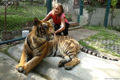 Tiger kingdom_20150526_7343