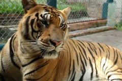 Tiger kingdom_20150526_7368