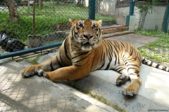 Tiger kingdom_20150526_7380