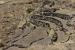 Condor flying 106.jpg