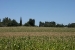 Colonia Suiza 403a
