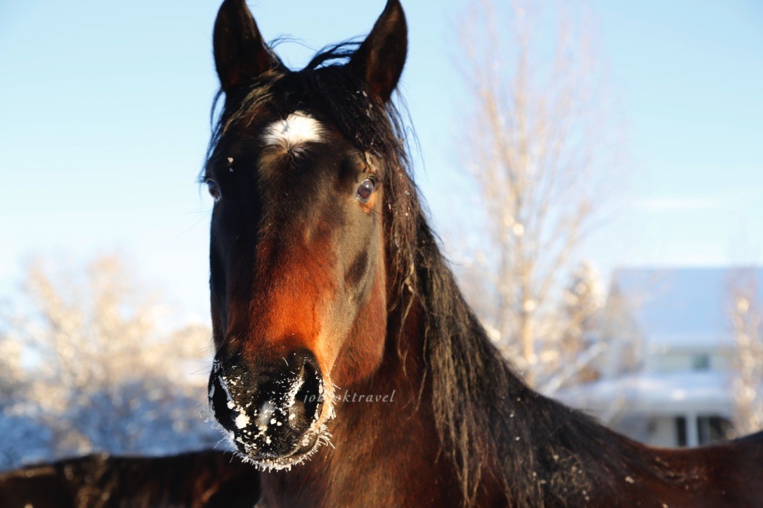 thumb_20170106_2017 cold day January large_0082_1024