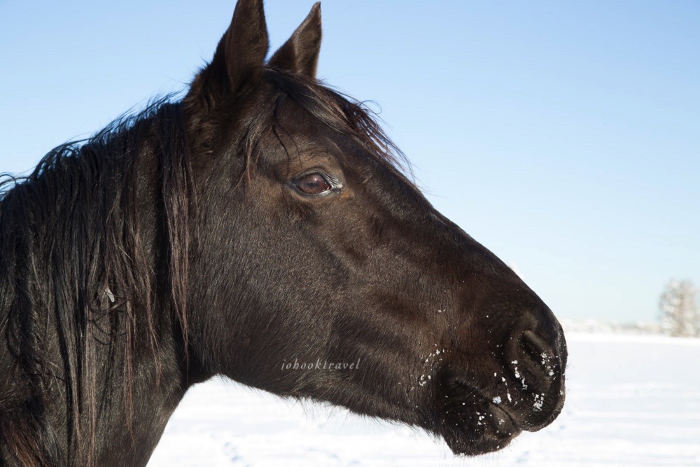 thumb_20170107_COLD WINTER JANUARY_003715176_1024
