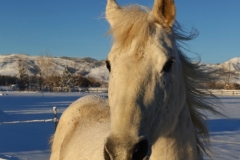 thumb_20170106_2017 cold day January large_0068_1024