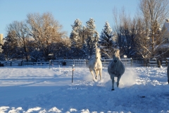 thumb_20170106_2017 cold day January large_0107_1024