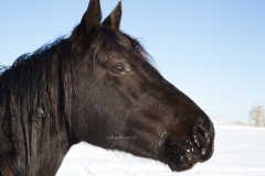 thumb_20170107_COLD WINTER JANUARY_003715176_1024