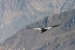 Condors 047.jpg