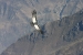 Condors 049.jpg