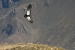 Condors 051.jpg