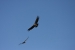 Condors 095.jpg
