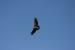 Condors 097.jpg