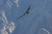 Condors 179.jpg