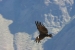 Condors 181.jpg
