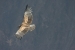 Condors 205.jpg