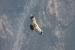 Condors 223.jpg