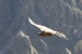 Condors 252.jpg