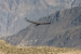 Condors 253.jpg
