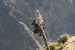 Condors 297.jpg