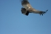 Condors 415.jpg