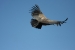 Condors 416.jpg