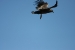 Condors 419.jpg