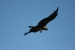 Condors 422.jpg