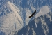 Condors 446.jpg