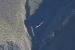 Condors 484.jpg