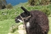 copacabana isla del sol 125001.jpg