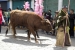 20140719_Cotpaxi-2014_0371