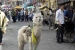 20140719_Cotpaxi-2014_0427