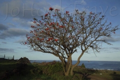 thumb_20160826_Easter Island 7_0001_1024