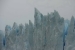 el-calafate-240
