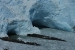 perito moreno 2 043.jpg