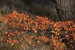 el-chalten-1-138