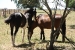 Estancia La Margarita 230.jpg