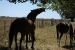 Estancia La Margarita 232.jpg