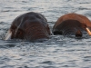 Elephants travelling from Island to Island20080714_0198.jpg