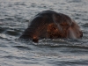 Elephants travelling from Island to Island20080714_0199.jpg