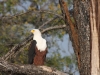 Fish Eagle.jpg