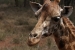 Giraffes 037.jpg