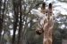 Giraffes 088.jpg