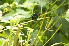 20140614_Guango-Lodge-2_0185