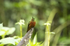 20140614_Guango-Lodge-2_0196
