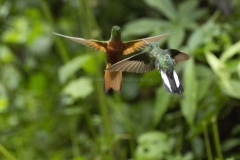 20140614_Guango-Lodge-2_0362