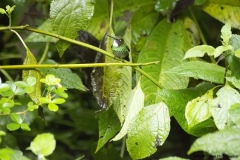 20140614_Guango-Lodge-2_0381